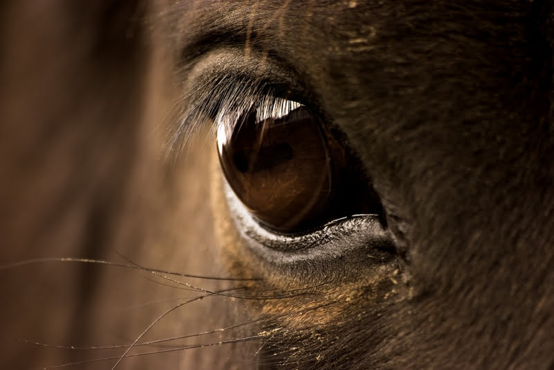 Proefles Masterclass voor jonge hippisch ondernemers