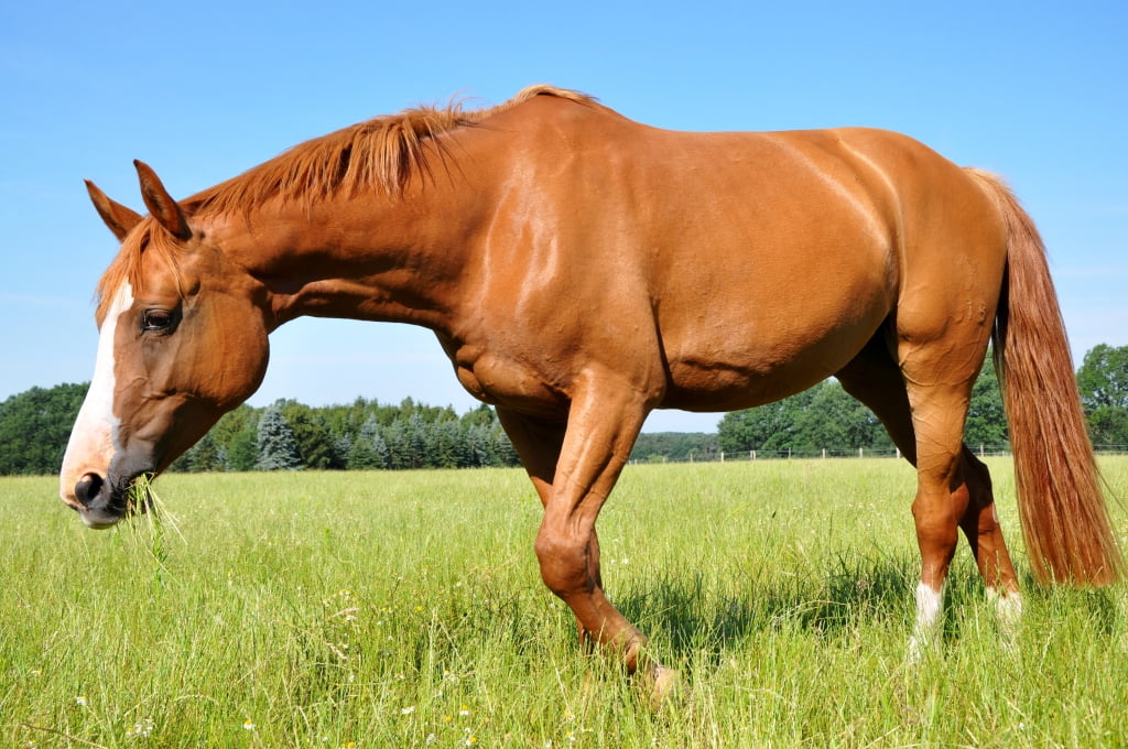 Paardensport Nuth in de lift