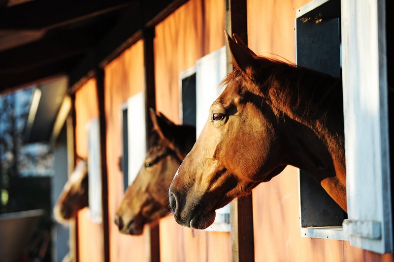 Studiemiddag “Ondernemen in de paardenhouderij”