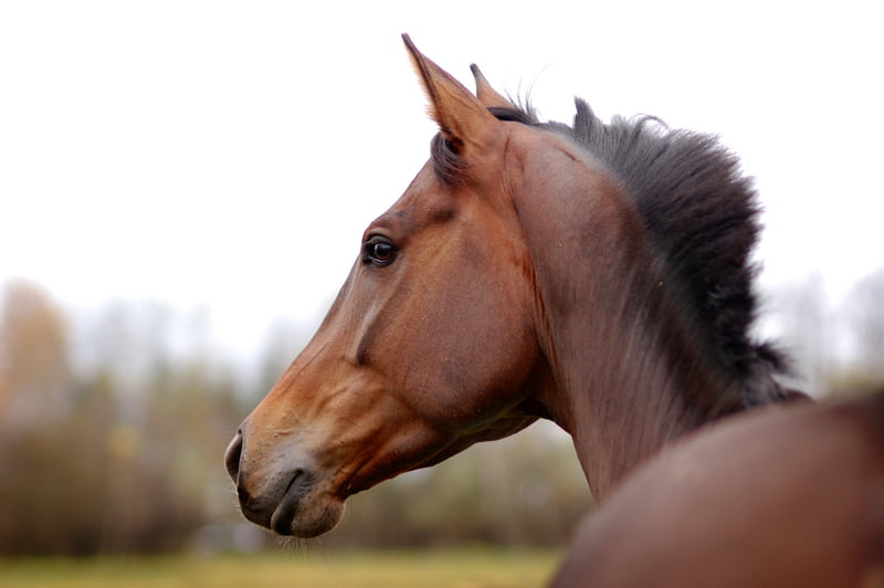 Subsidiekansen voor hippisch ondernemers