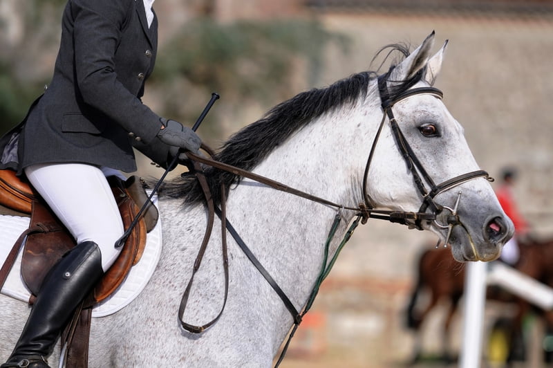 Limburgse Kampioenschappen springen in Echt