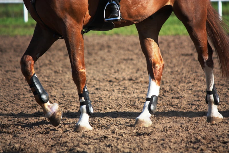 Ambitieuze plannen voor paardensport Well