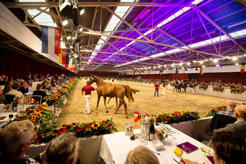 Woensdag 24 september: Limburgse Veulenveiling