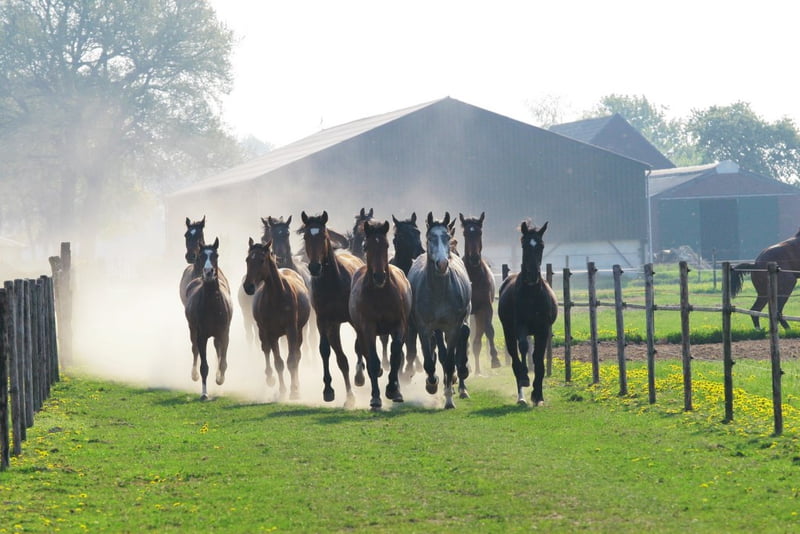 Paardensport en -houderij tijdens Agrifestijn Maasduinen