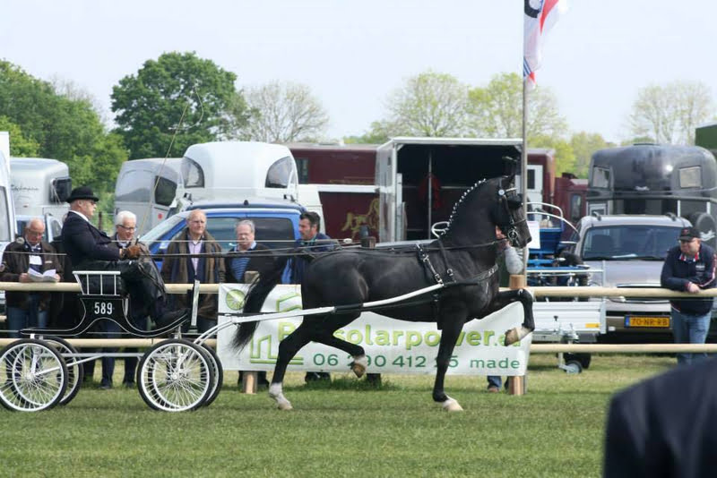 Ruiterfestijn Meerlo breidt uit met Tuigpaardensport