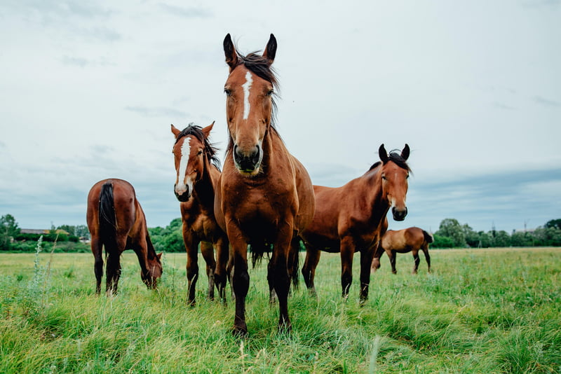 Natuurbeschermingswetvergunning en paardenhouderij