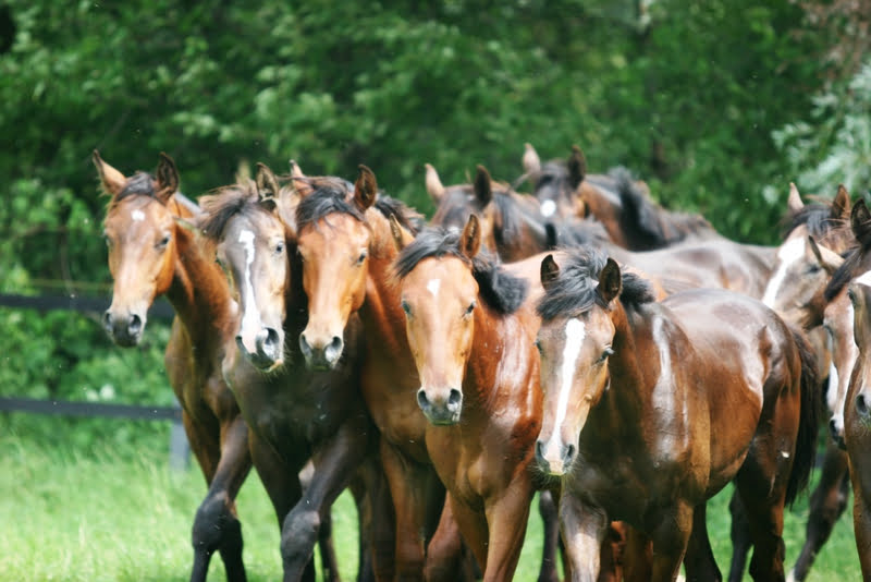 Paardensportverenigingen Venray