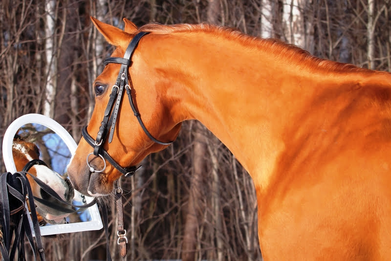 Werk jij in de paardenhouderij?