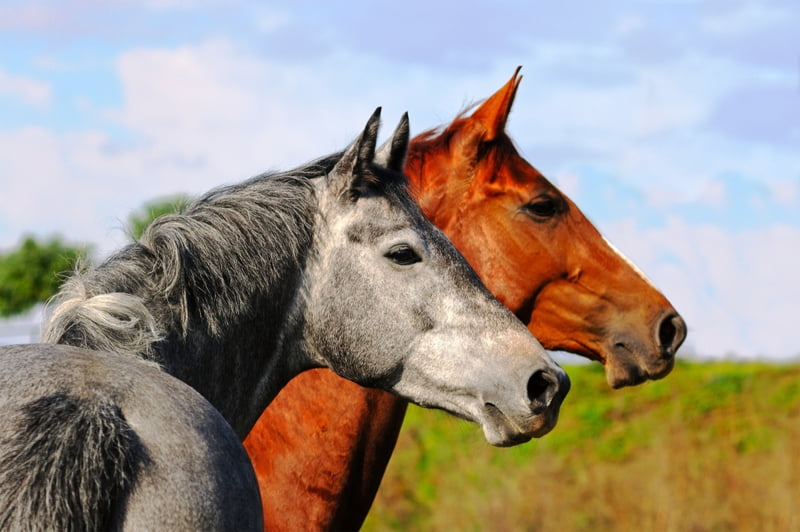 Talentontwikkeling jonge springpaarden