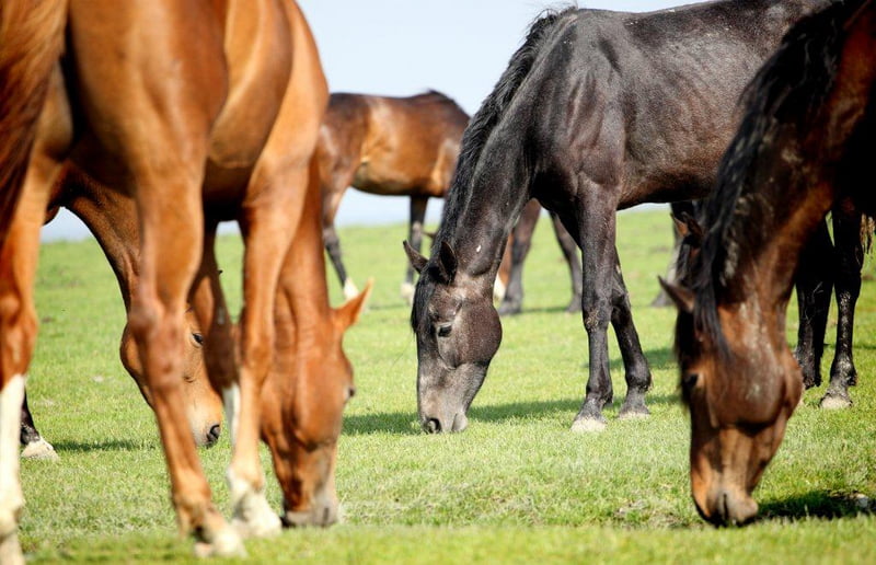 Overheidsregelingen voor hippisch ondernemers