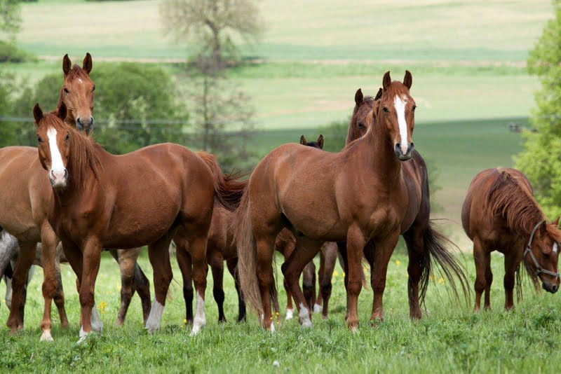 Wat betekent de stikstofproblematiek voor de paardenhouderij?