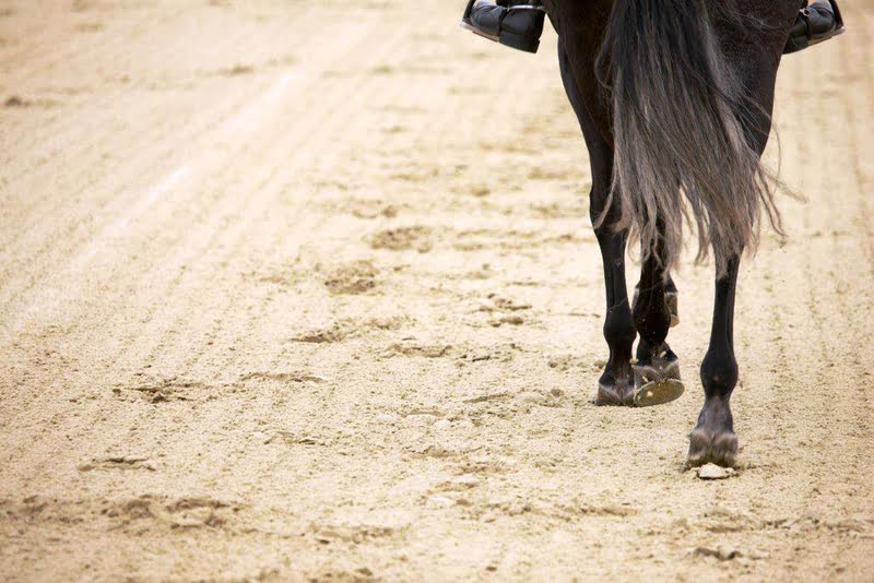 Kwaliteit medewerkers en instructeurs paardensector