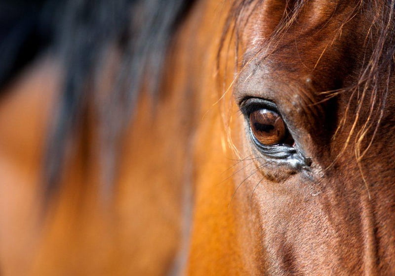 Vogelgriep: ook maatregelen voor transport van paarden!