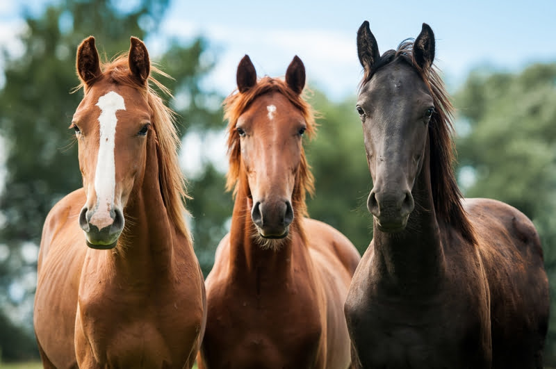 Uitbreiding bestuur Limburg Paardensport