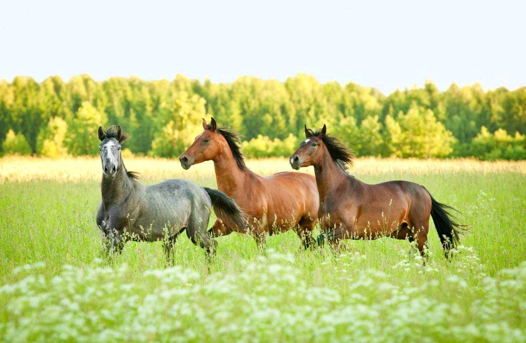 Limburgse stimuleringsregeling KPW: als welzijn van paarden ook voor u vanzelfsprekend is!