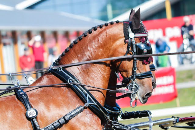 CAI3* Kronenberg verplaatst naar mei en voegt 2* toe