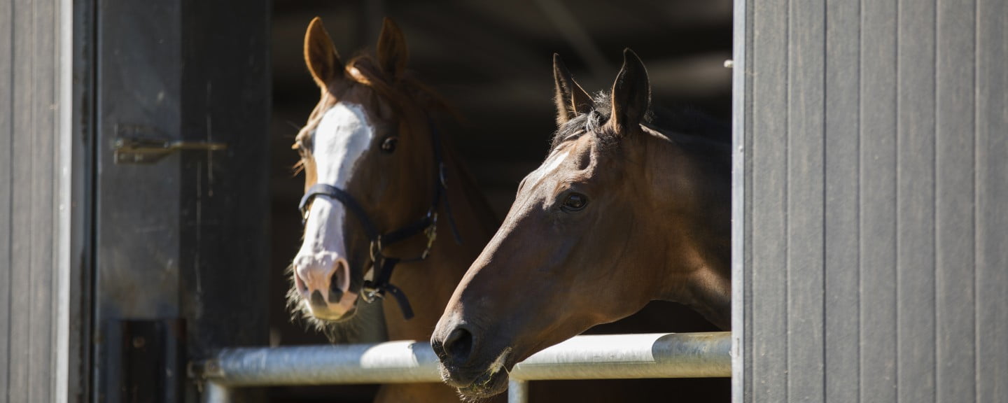 Waardering handelsvoorraad paarden