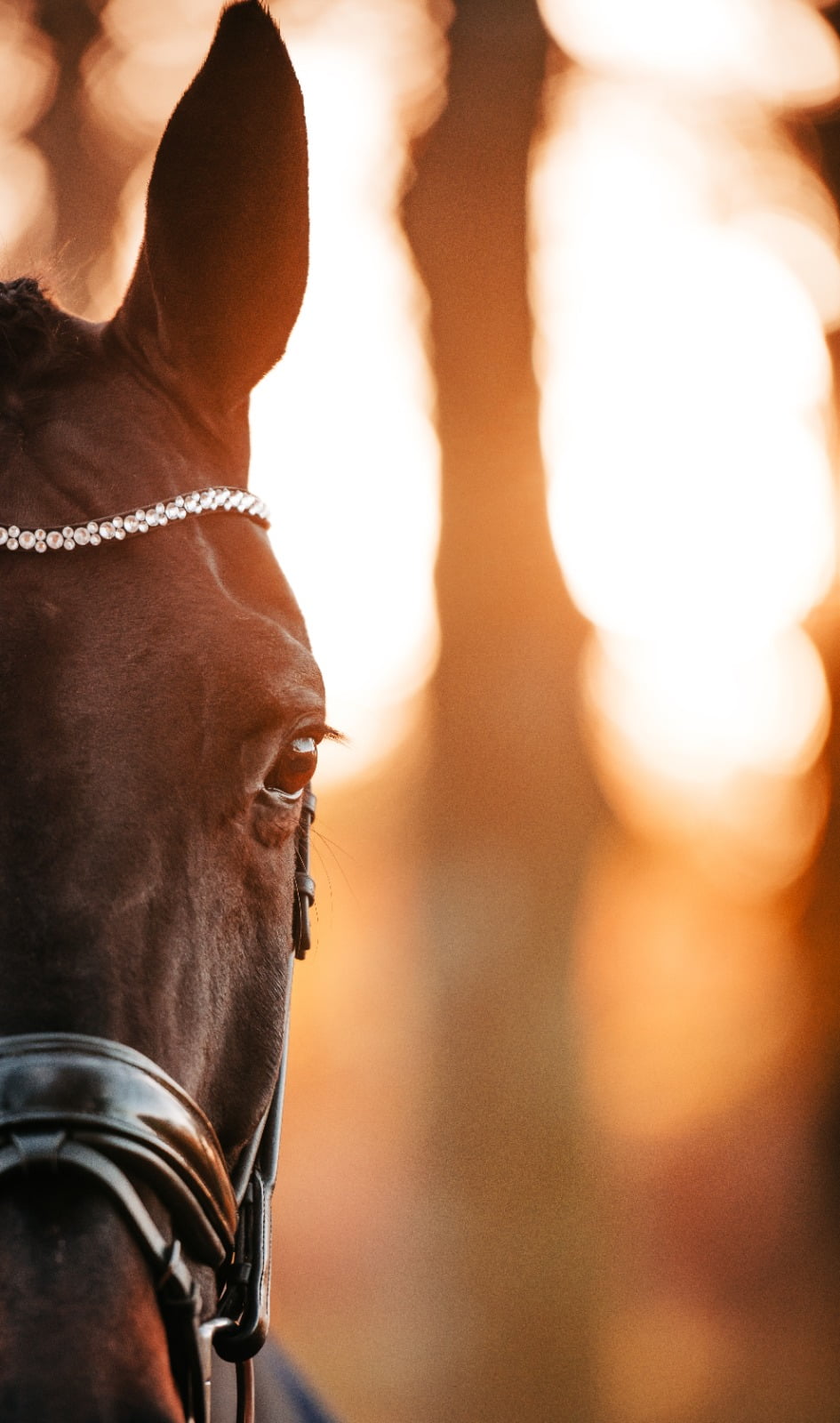 Limburg Paardensport zoekt management assistent(e)